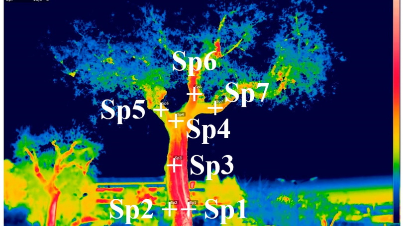 Wärmebilduntersuchung eines Olivenbaums. (Creative Commons Lizenz CC BY, http://creativecommons.org/licenses/by/4.0/, Rui Pitarma, João Crisóstomo and Maria Eduarda Ferreira, Contribution to Trees Health Assessment Using Infrared Thermography)